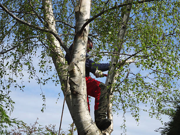 Tree Removal Services